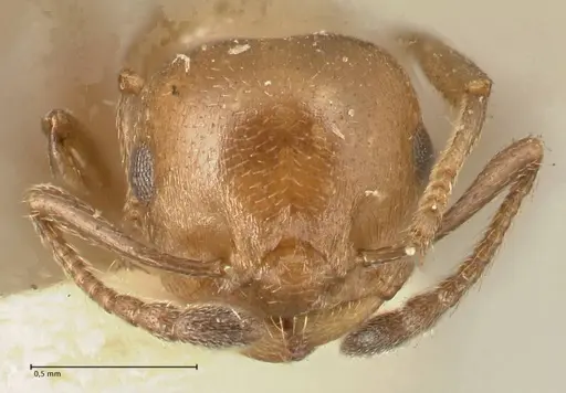 Crematogaster capensis specimen FOCOL1473 image focol1473_2