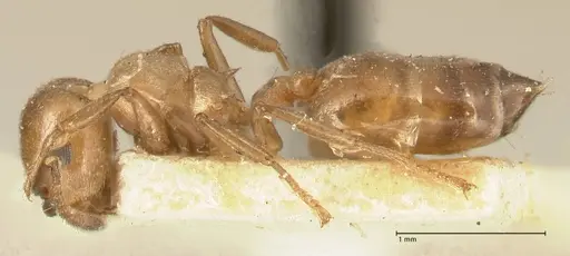 Crematogaster capensis specimen FOCOL1473 image focol1473_3