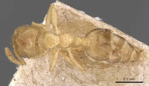 Crematogaster captiosa specimen CASENT0902111 image casent0902111_1