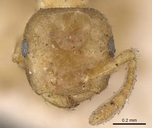 Crematogaster captiosa specimen CASENT0902111 image casent0902111_2