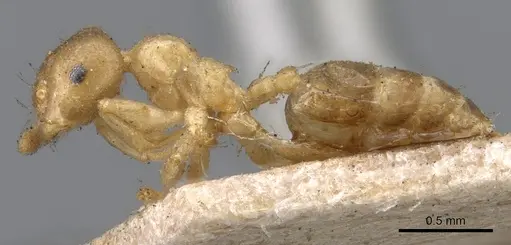 Crematogaster captiosa specimen CASENT0902111 image casent0902111_3