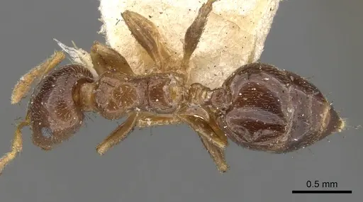 Crematogaster captiosa specimen CASENT0902112 image casent0902112_1