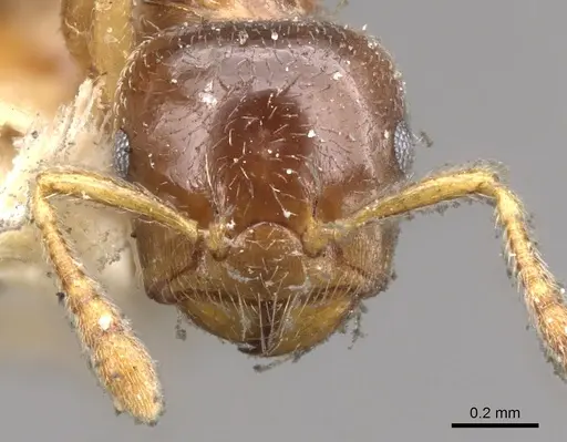 Crematogaster captiosa specimen CASENT0902112 image casent0902112_2