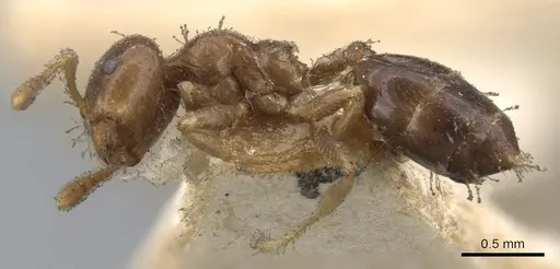 Crematogaster captiosa specimen CASENT0902112 image casent0902112_3