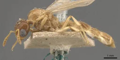 Crematogaster captiosa specimen CASENT0908448 image casent0908448_3