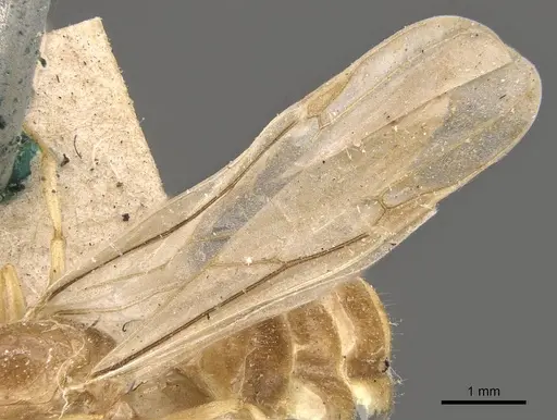 Crematogaster captiosa specimen CASENT0908448 image casent0908448_4