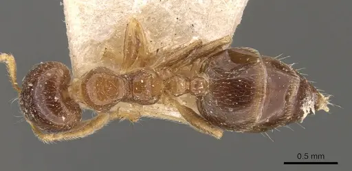 Crematogaster captiosa specimen CASENT0908449 image casent0908449_1