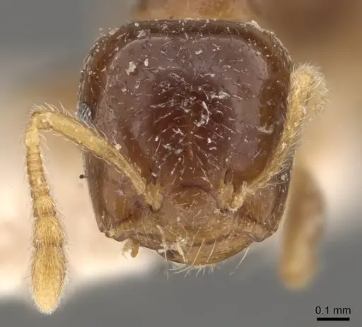 Crematogaster captiosa specimen CASENT0908449 image casent0908449_2