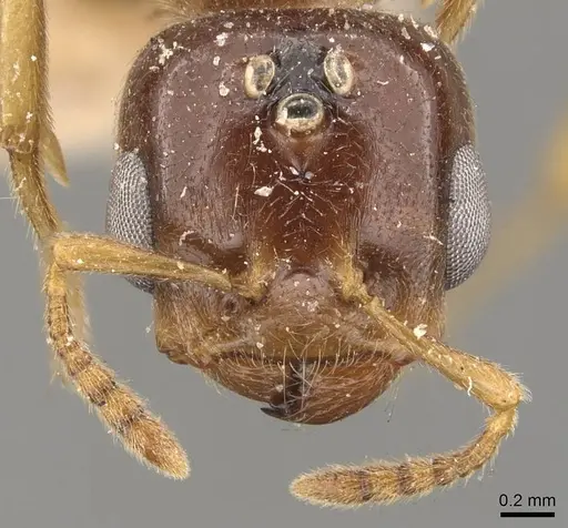 Crematogaster captiosa specimen CASENT0908452 image casent0908452_2