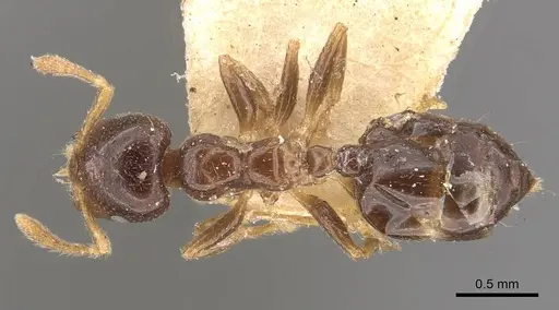 Crematogaster captiosa specimen CASENT0908453 image casent0908453_1