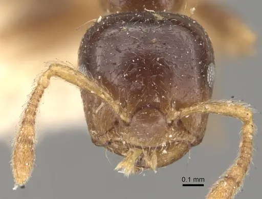 Crematogaster captiosa specimen CASENT0908453 image casent0908453_2