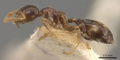 Crematogaster captiosa specimen CASENT0908453 image casent0908453_3