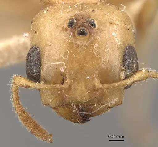 Crematogaster captiosa specimen CASENT0908454 image casent0908454_2