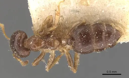 Crematogaster captiosa specimen CASENT0908455 image casent0908455_1
