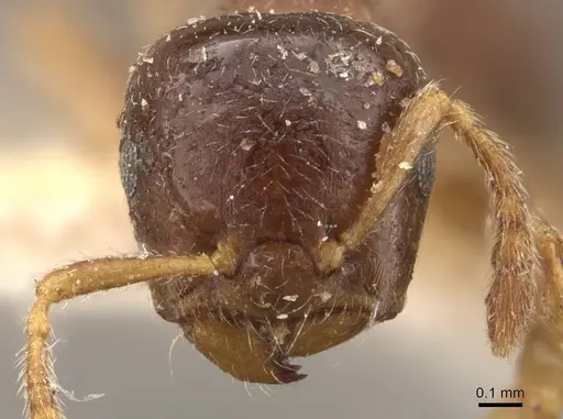 Crematogaster captiosa specimen CASENT0908455 image casent0908455_2