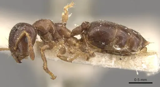 Crematogaster captiosa specimen CASENT0908455 image casent0908455_3