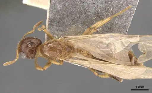 Crematogaster captiosa specimen CASENT0908457 image casent0908457_1