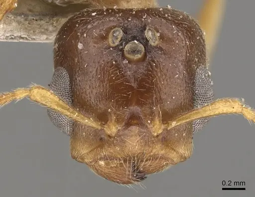 Crematogaster captiosa specimen CASENT0908457 image casent0908457_2