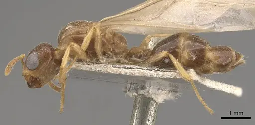Crematogaster captiosa specimen CASENT0908457 image casent0908457_3