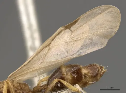 Crematogaster captiosa specimen CASENT0908457 image casent0908457_4