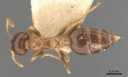 Crematogaster captiosa specimen CASENT0908458 image casent0908458_1