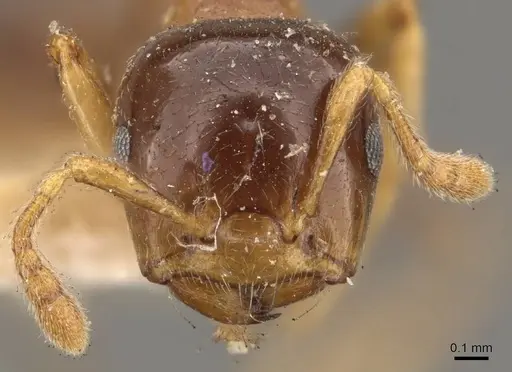 Crematogaster captiosa specimen CASENT0908458 image casent0908458_2