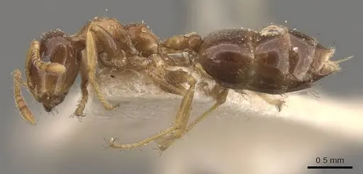 Crematogaster captiosa specimen CASENT0908458 image casent0908458_3