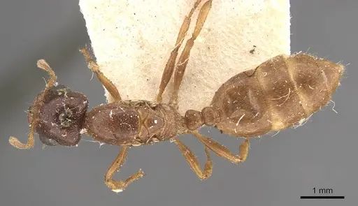 Crematogaster captiosa specimen CASENT0908459 image casent0908459_1