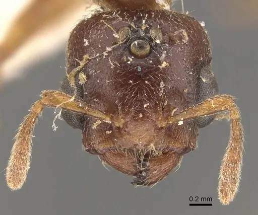 Crematogaster captiosa specimen CASENT0908459 image casent0908459_2