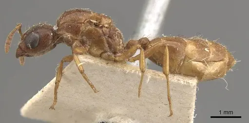 Crematogaster captiosa specimen CASENT0908459 image casent0908459_3