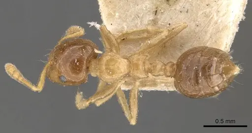 Crematogaster captiosa specimen CASENT0908460 image casent0908460_1