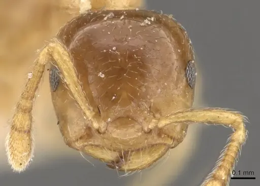 Crematogaster captiosa specimen CASENT0908460 image casent0908460_2
