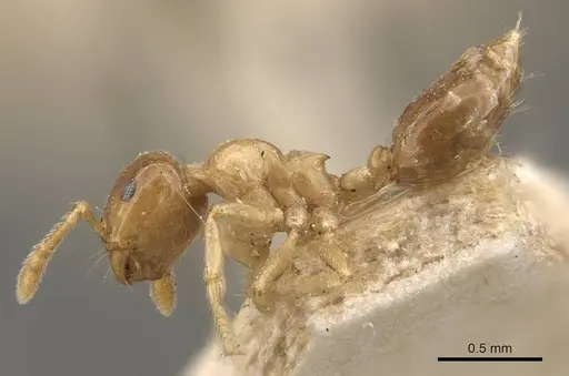 Crematogaster captiosa specimen CASENT0908460 image casent0908460_3