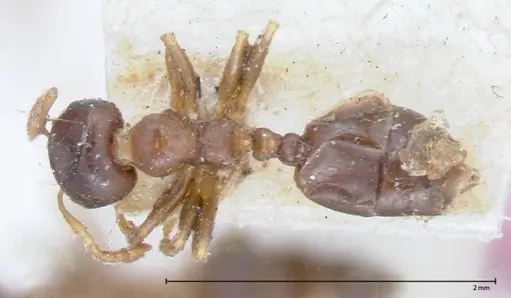 Crematogaster captiosa specimen FOCOL0075-1 image focol0075-1_1