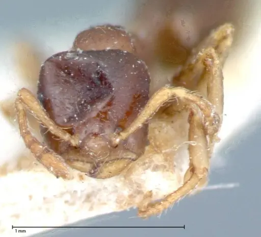 Crematogaster captiosa specimen FOCOL0075-1 image focol0075-1_2