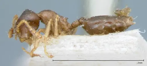 Crematogaster captiosa specimen FOCOL0075-1 image focol0075-1_3
