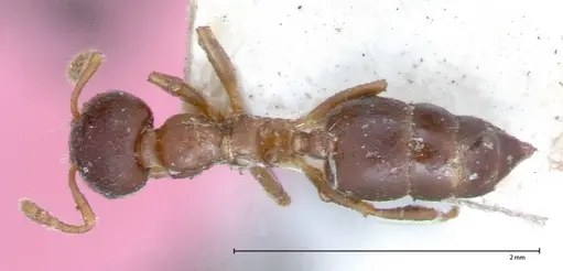 Crematogaster captiosa specimen FOCOL0075-2 image focol0075-2_1