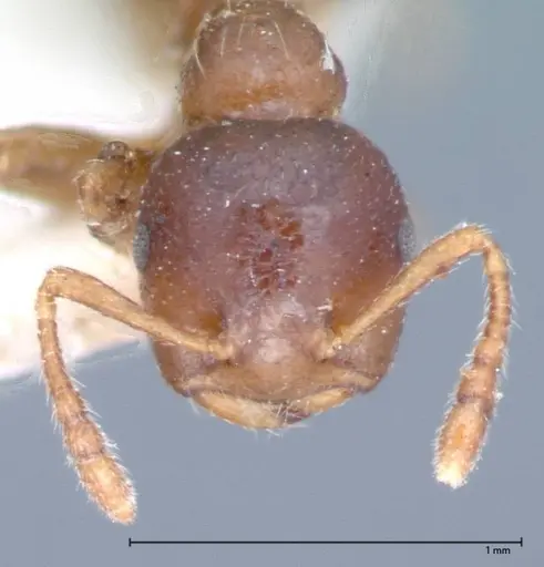 Crematogaster captiosa specimen FOCOL0075-2 image focol0075-2_2