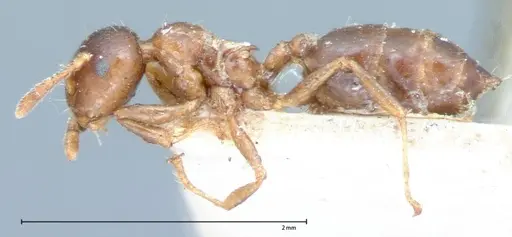 Crematogaster captiosa specimen FOCOL0075-2 image focol0075-2_3