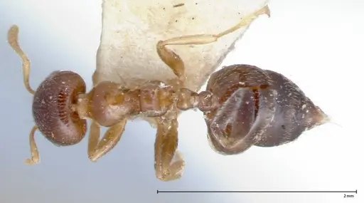 Crematogaster captiosa specimen FOCOL0076 image focol0076_1