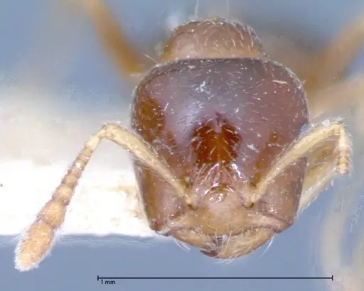 Crematogaster captiosa specimen FOCOL0076 image focol0076_2