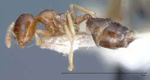 Crematogaster captiosa specimen FOCOL0076 image focol0076_3