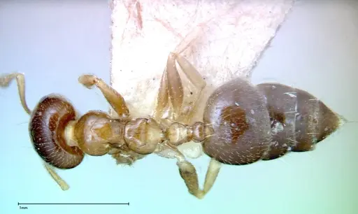Crematogaster captiosa specimen FOCOL0270-1 image focol0270-1_1