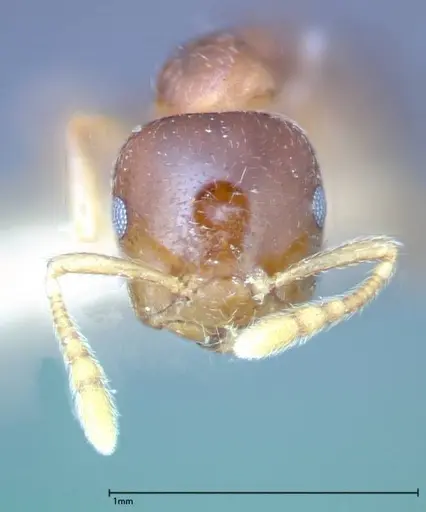 Crematogaster captiosa specimen FOCOL0270-1 image focol0270-1_2