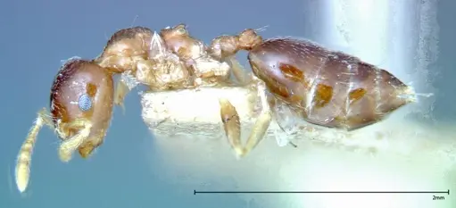 Crematogaster captiosa specimen FOCOL0270-1 image focol0270-1_3