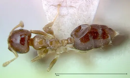 Crematogaster captiosa specimen FOCOL0270-2 image focol0270-2_1