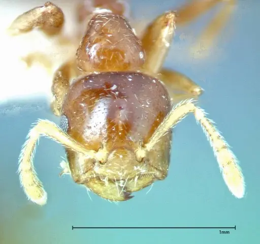 Crematogaster captiosa specimen FOCOL0270-2 image focol0270-2_2