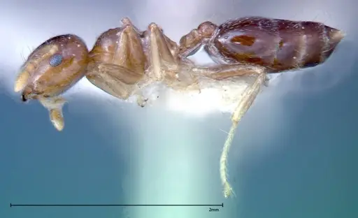 Crematogaster captiosa specimen FOCOL0270-2 image focol0270-2_3