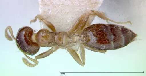 Crematogaster captiosa specimen FOCOL0270-3 image focol0270-3_1