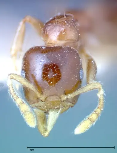 Crematogaster captiosa specimen FOCOL0270-3 image focol0270-3_2